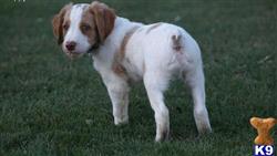 brittany puppy posted by miabrayden4