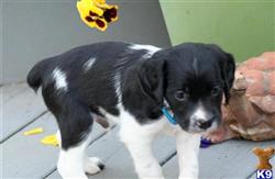 brittany puppy posted by miabrayden4