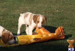 brittany puppy posted by miabrayden4