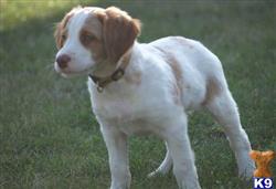 brittany puppy posted by miabrayden4