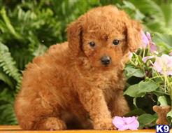 poodle puppy posted by miabrayden4