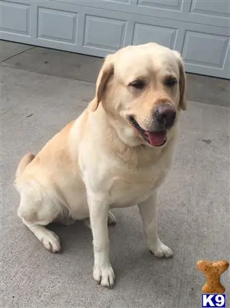 Labrador Retriever stud dog