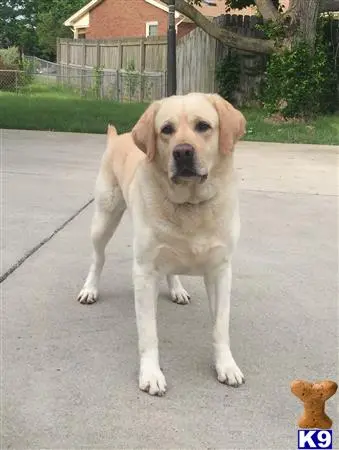 Labrador Retriever stud dog