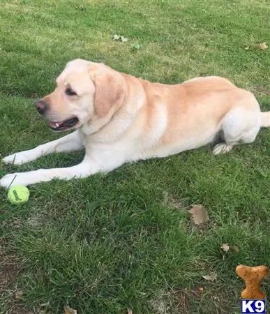 Labrador Retriever stud dog