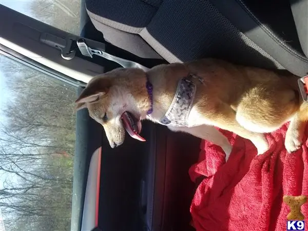 Shiba Inu female dog: Tan Shiba Inu sitting on a red blanket in a car