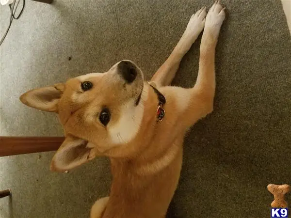 Shiba Inu female dog: Tan Shiba Inu lying on a carpet, looking up