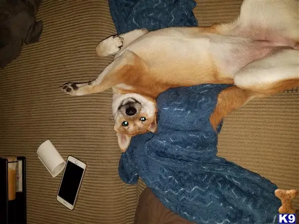 Shiba Inu female dog: Tan Shiba Inu lying on a blue blanket, belly up