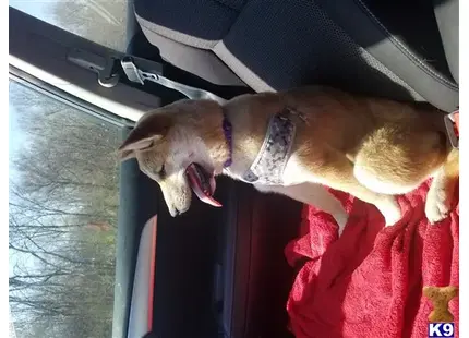 Shiba Inu female dog: Tan Shiba Inu sitting on a red blanket in a car