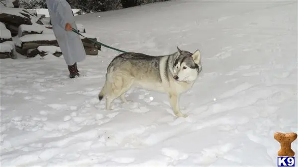 Wolf Dog stud dog: a wolf dog dog carrying a snowboard