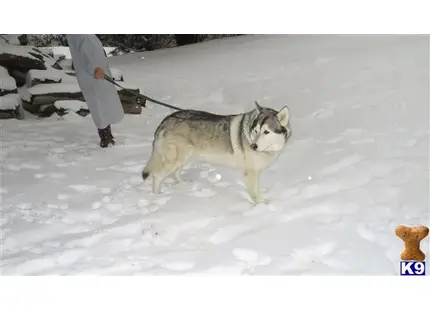 Wolf Dog stud dog: a wolf dog dog carrying a snowboard