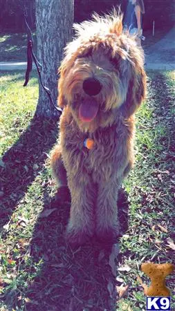 Goldendoodles stud dog