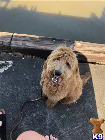 Goldendoodles stud dog