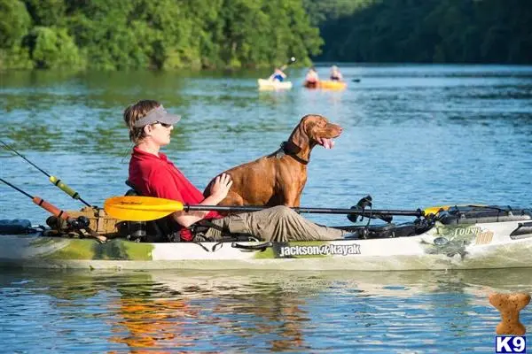 Vizsla stud dog