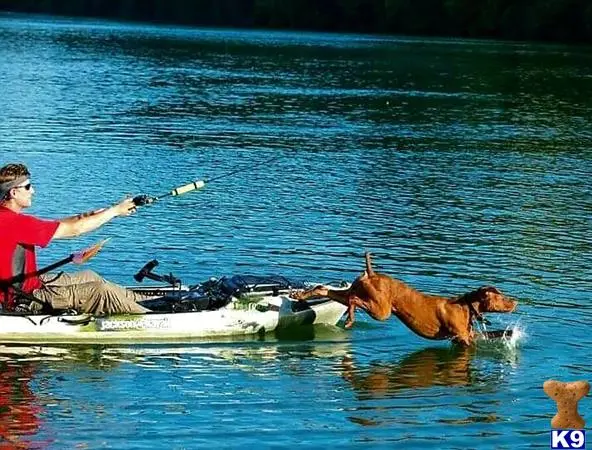 Vizsla stud dog