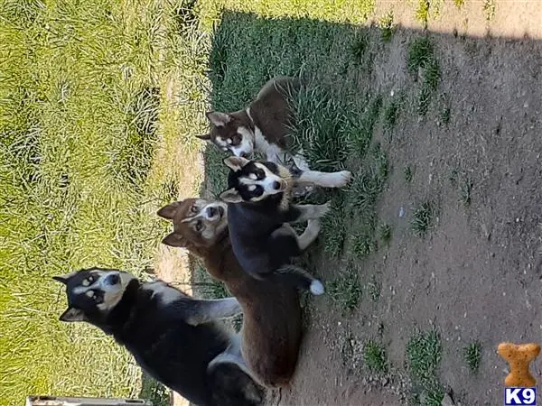 Siberian Husky stud dog