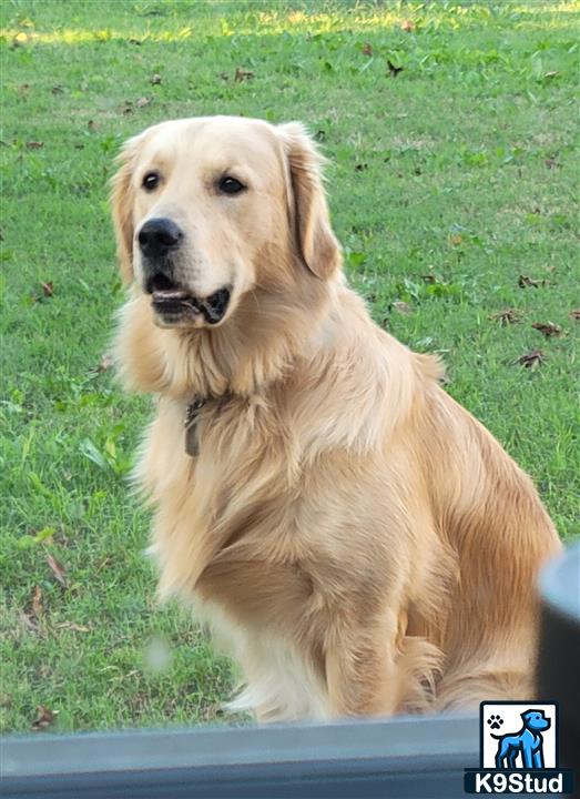 a golden retriever dog sitting in the grass