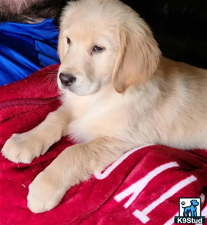 Golden Retriever stud dog: a golden retriever dog lying on a blanket