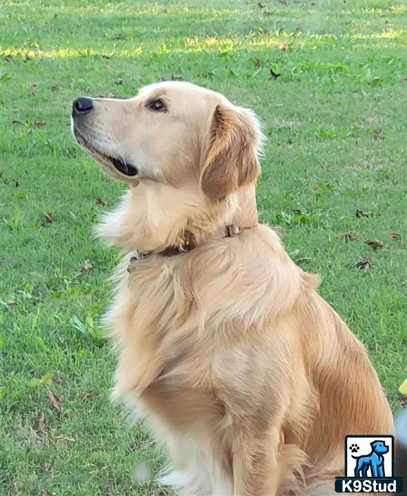 Golden Retriever stud dog: a golden retriever dog sitting in the grass