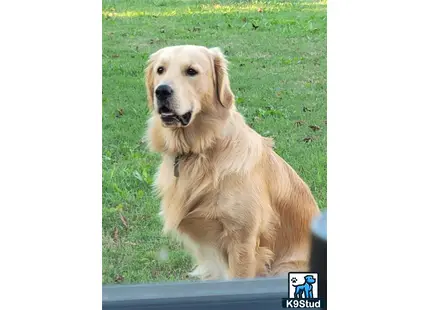 Golden Retriever stud dog: a golden retriever dog sitting in the grass