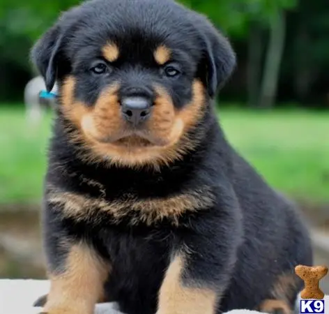 Rottweiler puppy for sale