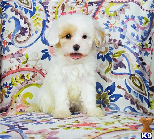 Maltipoo dog