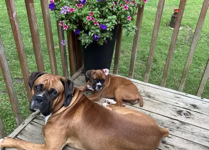 Boxer stud dog: Two Boxers lounging on a wooden deck with flowers nearby