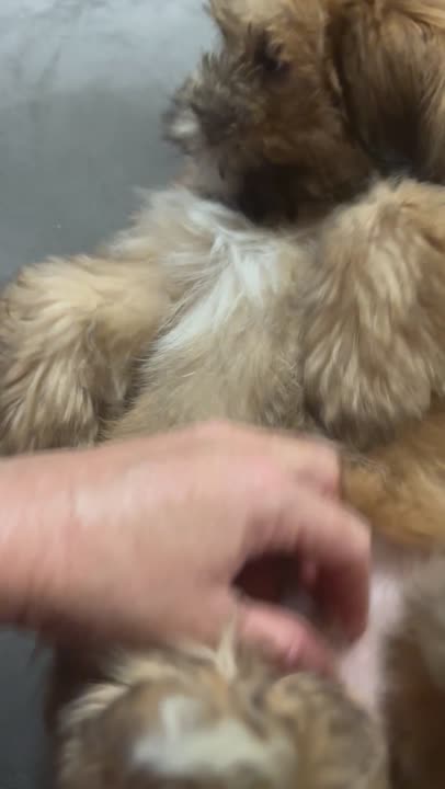 Lhasa Apso puppy video