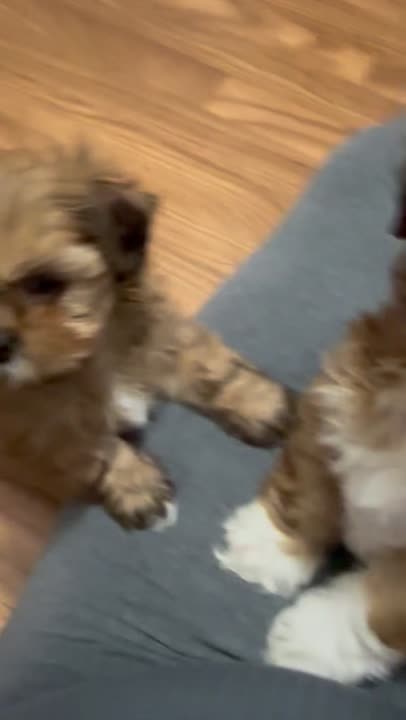 Lhasa Apso puppy video