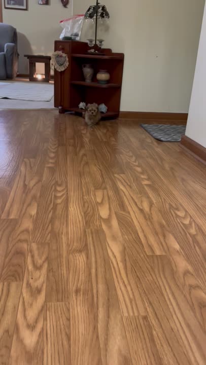 Lhasa Apso puppy for sale