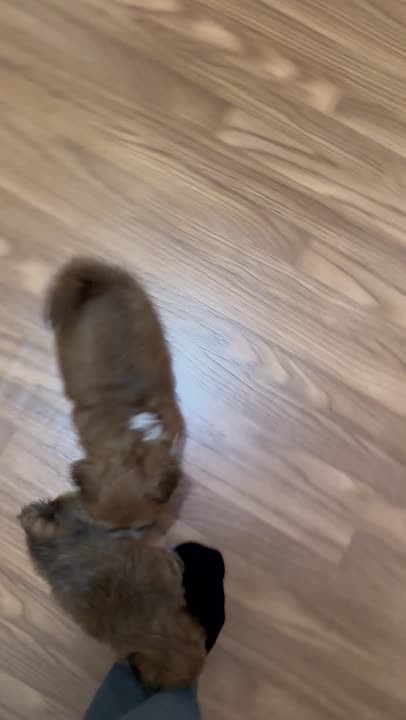 Lhasa Apso puppy for sale