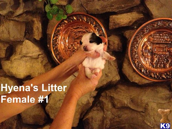lhasa apso puppy posted by michelle2018