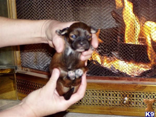 lhasa apso puppy posted by michelle2018