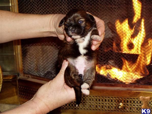 lhasa apso puppy posted by michelle2018