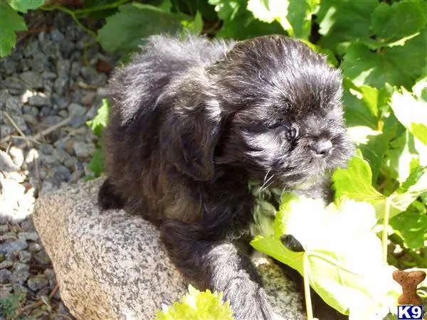 Lhasa Apso puppy for sale