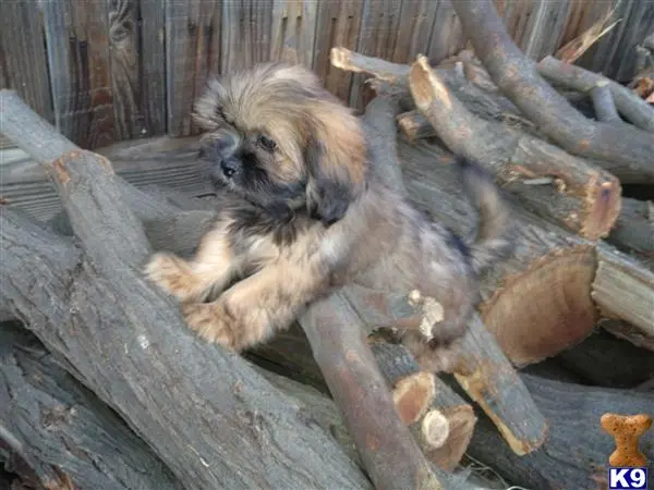 Lhasa Apso puppy for sale