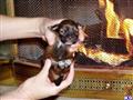 lhasa apso puppy posted by michelle2018