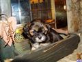 lhasa apso puppy posted by michelle2018
