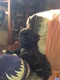 lhasa apso puppy posted by michelle2018