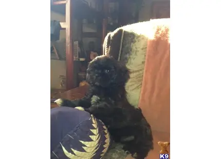 Lhasa Apso