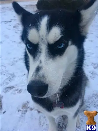 Siberian Husky