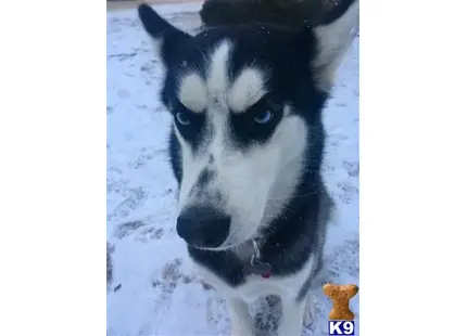 Siberian Husky