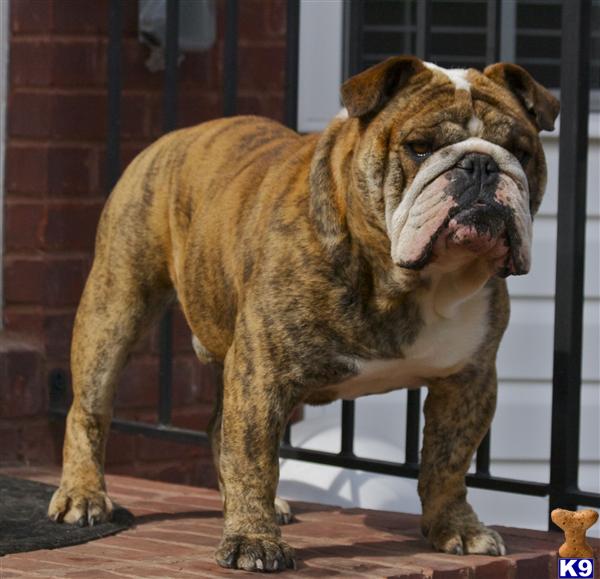 English Bulldog stud dog