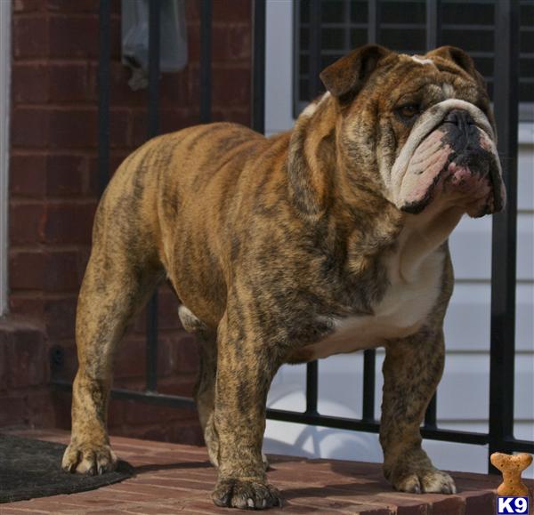 English Bulldog stud dog