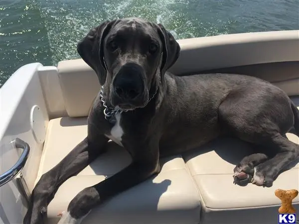 Great Dane female dog