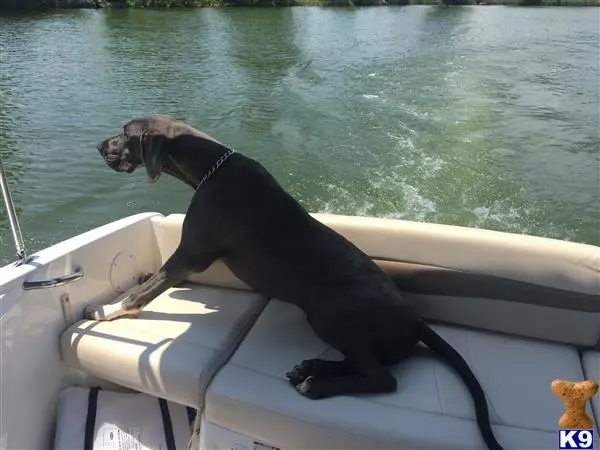 Great Dane female dog