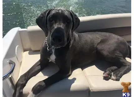 Great Dane