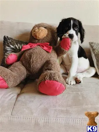 English Springer Spaniel