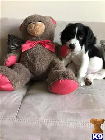 English Springer Spaniel stud dog