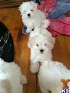  Sweet little Maltese puppies for adoption call # 507 502-2241  available Maltese puppy located in Los Angeles