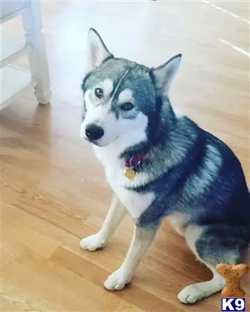 Siberian Husky stud dog